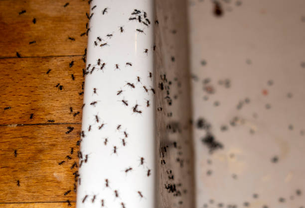 Best Commercial Pest Control Services  in West Slope, OR